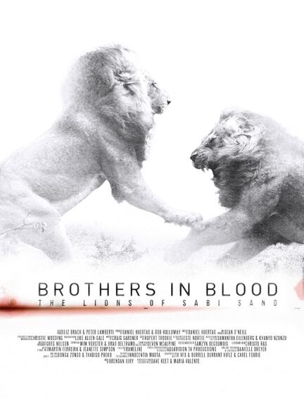 دانلود مستند Brothers in Blood: The Lions of Sabi Sand 2015