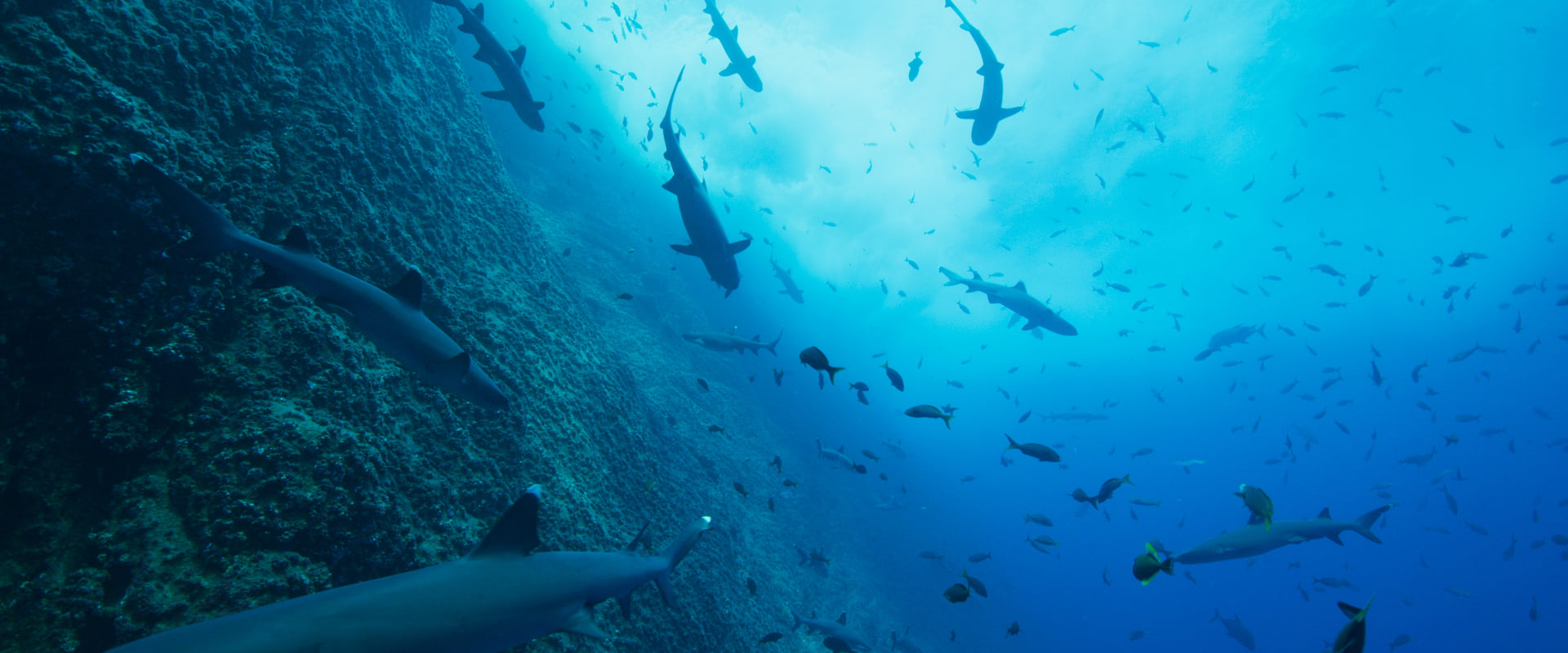 دانلود سریال Our Oceans (اقیانوس های ما 2024–) بدون سانسور با زیرنویس فارسی