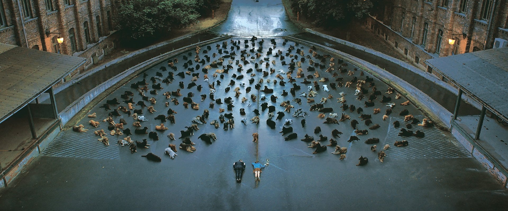 دانلود فیلم White God 2014 (خدای سفید 2014) بدون سانسور با زیرنویس فارسی