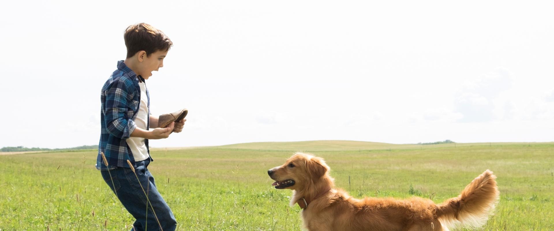 دانلود فیلم A Dog’s Purpose 2017 (هدف یک سگ 2017) بدون سانسور با زیرنویس فارسی